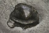Fossil Ichthyosaur Vertebrae In Shale - Germany #114183-1
